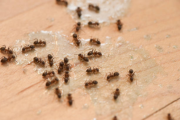 Best Affordable Exterminators  in Humble, TX